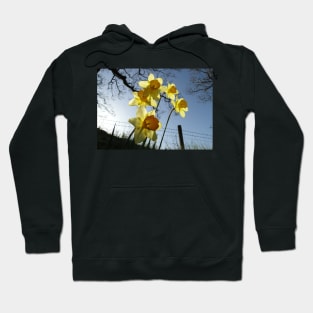 Sunrising behind the daffodils Hoodie